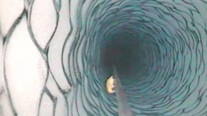 Antarktika’da Buzulun Metrelerce Altında Bulunan Canlı, NASA’yı Bile Şaşırttı