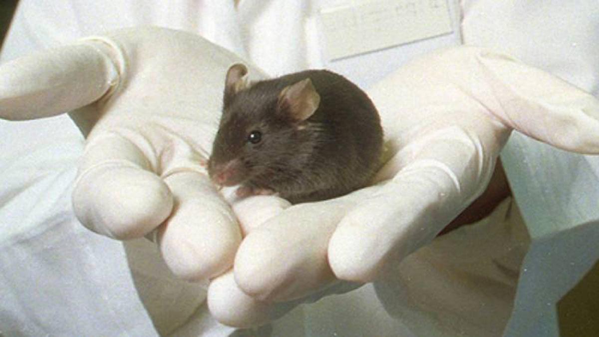 Yeni Bir Yöntem ile Parkinson Hastası Fareler 3 Ayda Tamamen Tedavi Edildi