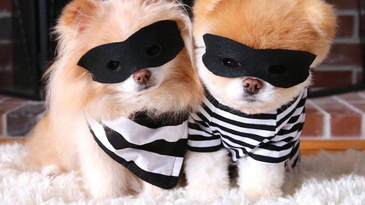 Sevimlilikleriyle Mutluluk Yayan Sosyal Medya Fenomeni 10 Evcil Hayvan