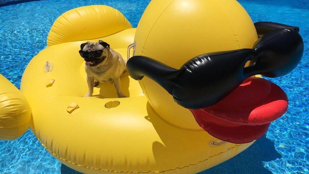 Sevimlilikleriyle Mutluluk Yayan Sosyal Medya Fenomeni 10 Evcil Hayvan