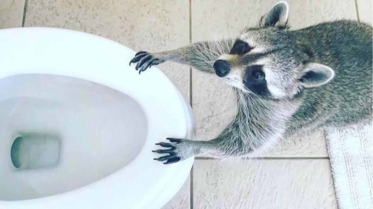 Sevimlilikleriyle Mutluluk Yayan Sosyal Medya Fenomeni 10 Evcil Hayvan