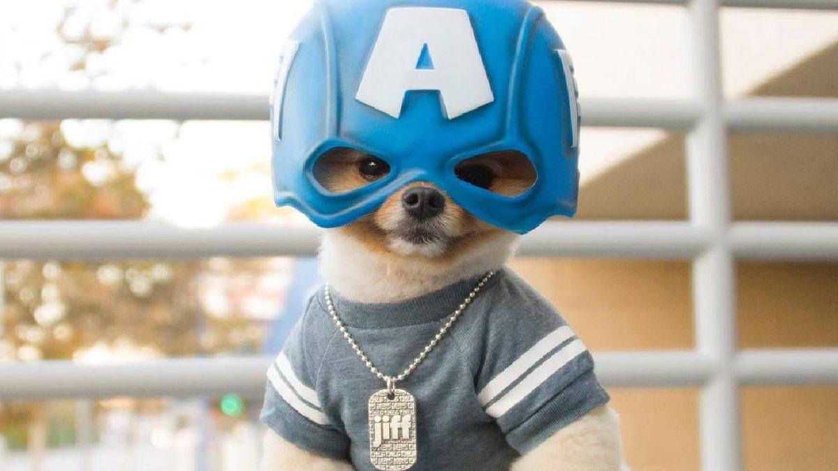 Sevimlilikleriyle Mutluluk Yayan Sosyal Medya Fenomeni 10 Evcil Hayvan