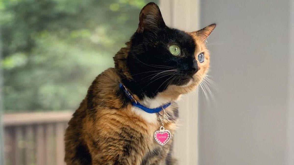 Sevimlilikleriyle Mutluluk Yayan Sosyal Medya Fenomeni 10 Evcil Hayvan