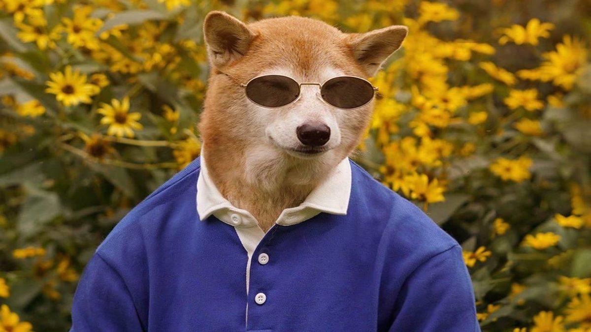 Sevimlilikleriyle Mutluluk Yayan Sosyal Medya Fenomeni 10 Evcil Hayvan