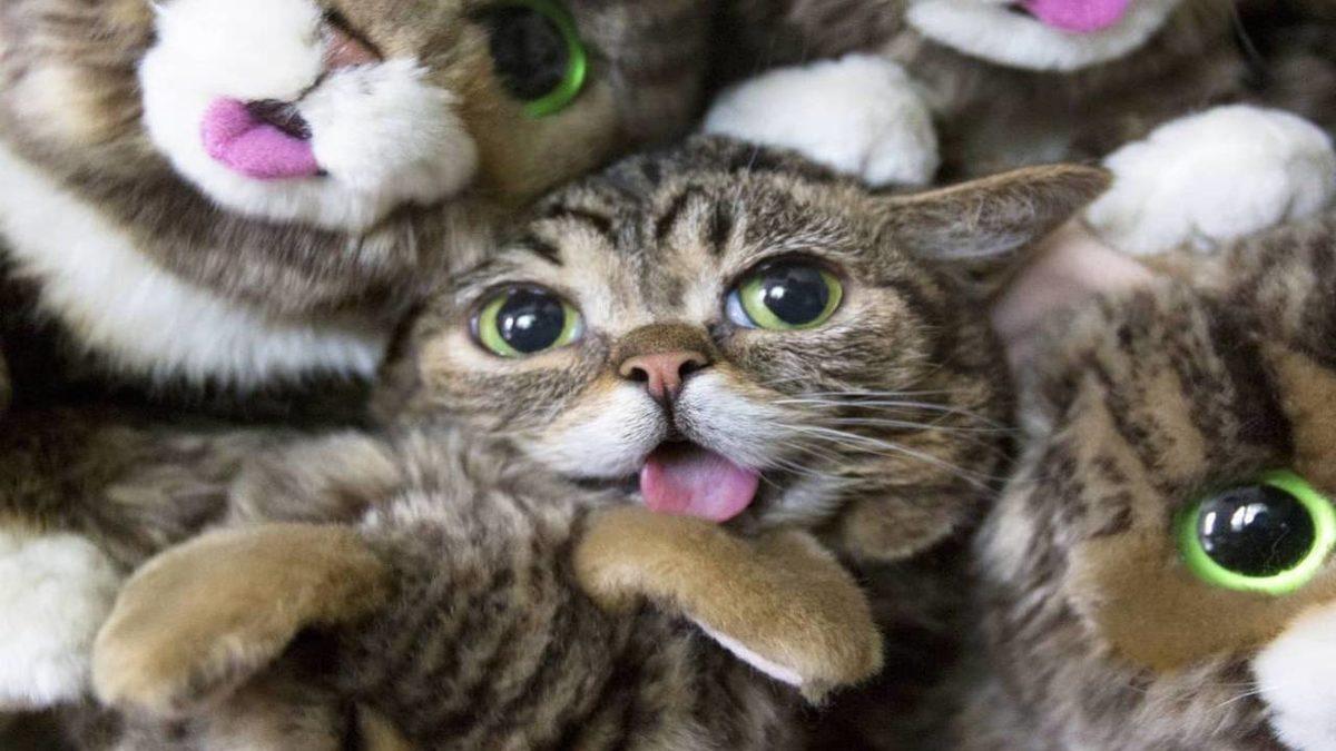 Sevimlilikleriyle Mutluluk Yayan Sosyal Medya Fenomeni 10 Evcil Hayvan