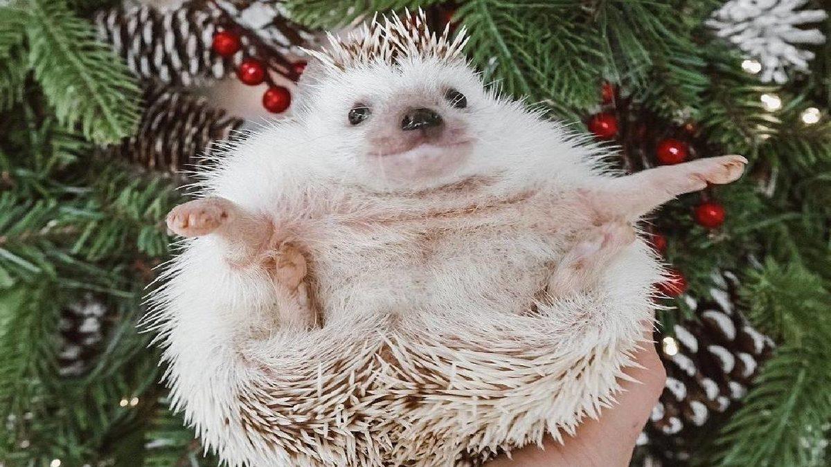 Sevimlilikleriyle Mutluluk Yayan Sosyal Medya Fenomeni 10 Evcil Hayvan