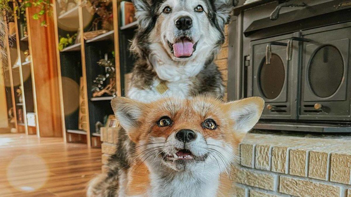 Sevimlilikleriyle Mutluluk Yayan Sosyal Medya Fenomeni 10 Evcil Hayvan