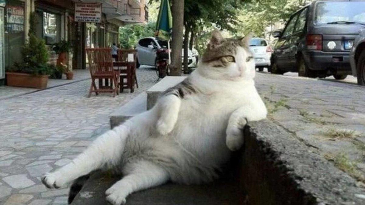 Sevimlilikleriyle Mutluluk Yayan Sosyal Medya Fenomeni 10 Evcil Hayvan