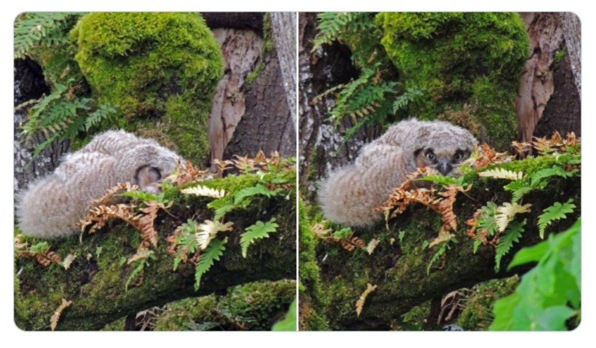 Yavru Baykuşların, Kafaları Ağır Geldiği İçin Yüzüstü Yattıkları Keşfedildi