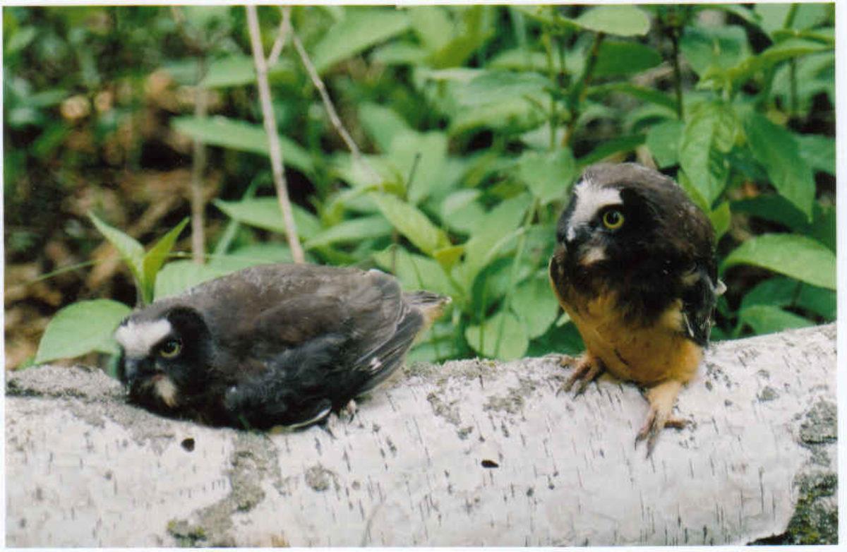 Yavru Baykuşların, Kafaları Ağır Geldiği İçin Yüzüstü Yattıkları Keşfedildi