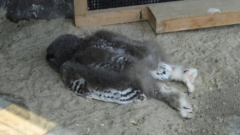 Yavru Baykuşların, Kafaları Ağır Geldiği İçin Yüzüstü Yattıkları Keşfedildi