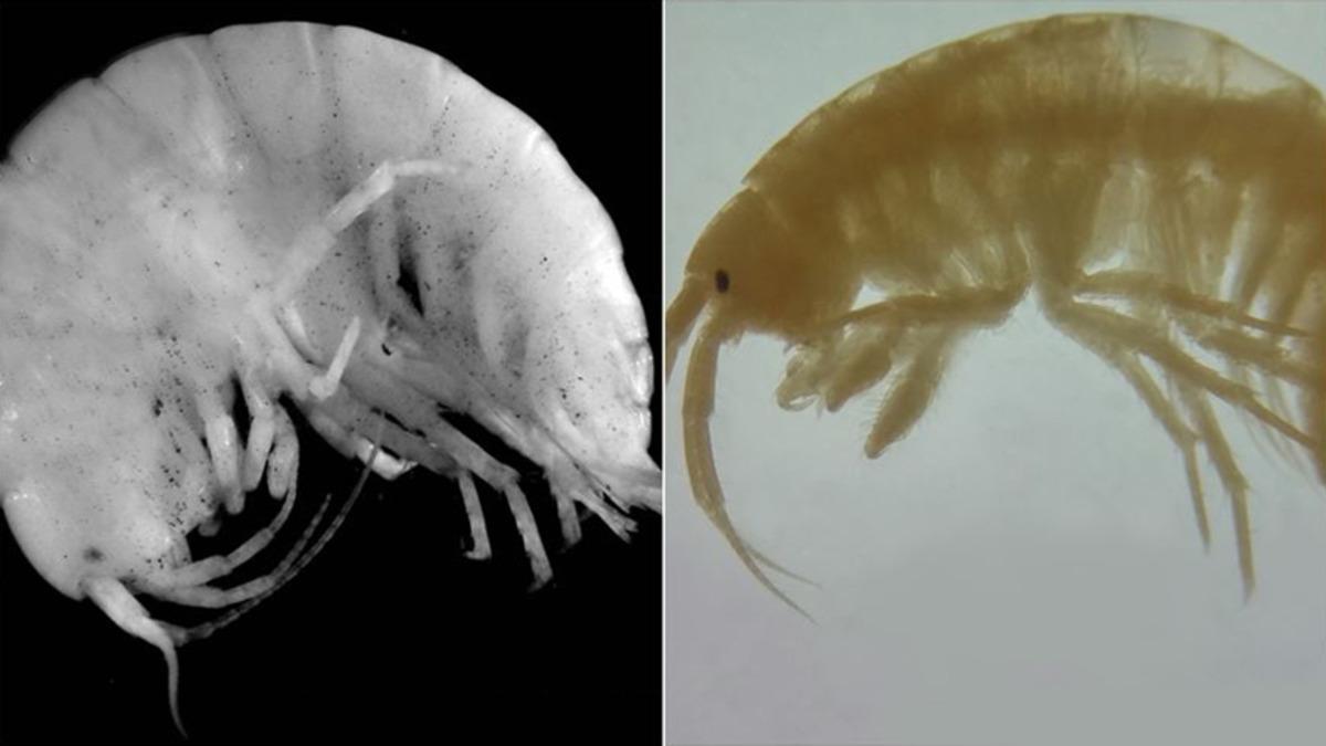 Türk Bilim İnsanları, Türkiye’de İki Yeni Canlı Türü Keşfettiler