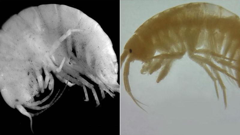 Türk Bilim İnsanları, Türkiye’de İki Yeni Canlı Türü Keşfettiler