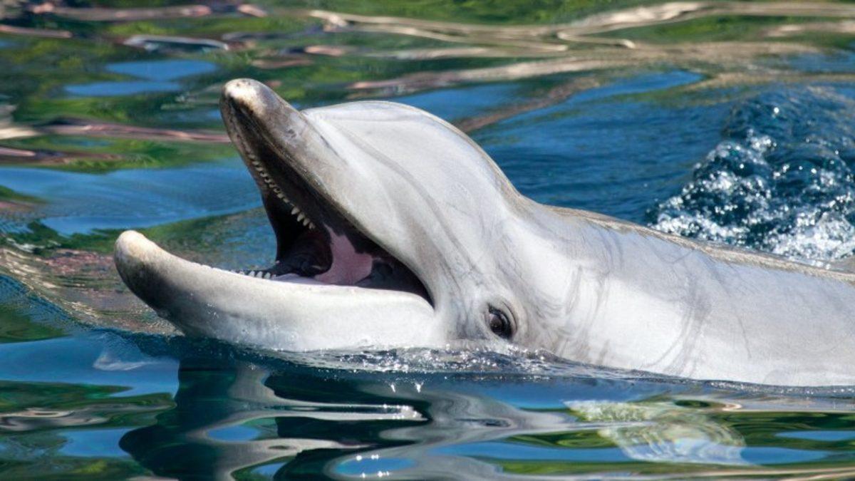 Yunusların Birbirlerinden ’Bir Şeyler’ Öğrenebildikleri Keşfedildi