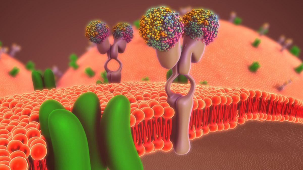 Mukusun Mikropları Nasıl Kontrol Altına Aldığını Gösteren Araştırma