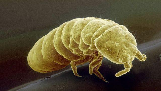 Antarktika’daki Böceklerin Bağırsaklarında Mikroplastiğe Rastlandı