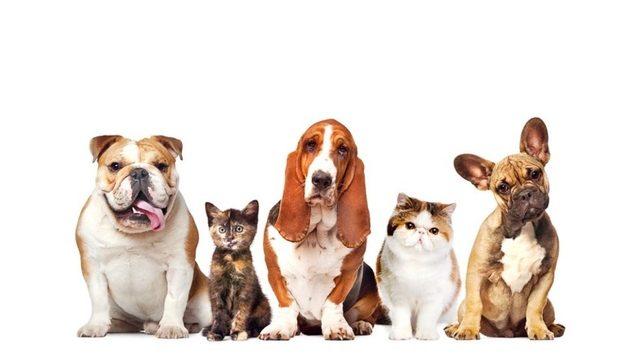 Uygun Fiyatlı Köpek ve Kedi Maması Almak İçin 10 Uygulama