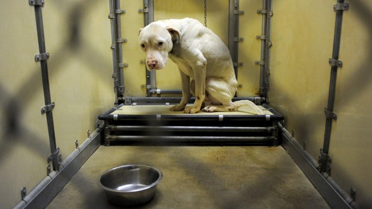 Alman Laboratuvarında Hayvanlara Karşı Yapılan İnsanlık Dışı Muamele (Video)