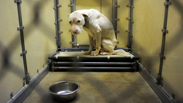 Alman Laboratuvarında Hayvanlara Karşı Yapılan İnsanlık Dışı Muamele (Video)