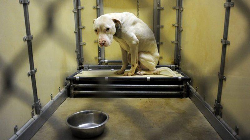 Alman Laboratuvarında Hayvanlara Karşı Yapılan İnsanlık Dışı Muamele (Video)