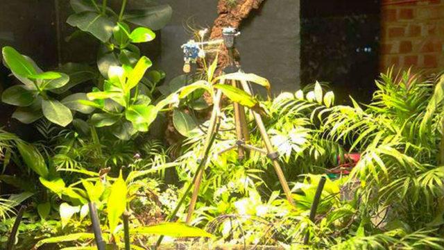 Dünyada İlk Defa Bir Bitki Tarafından Selfie Çekildi