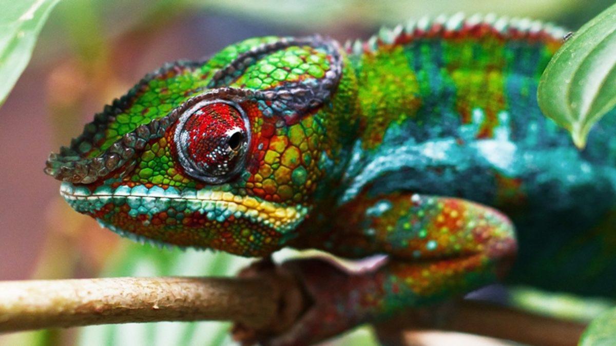 Bilim İnsanları, Derinin Beyinden Bağımsız Olarak Renk Değiştirdiğini Keşfetti