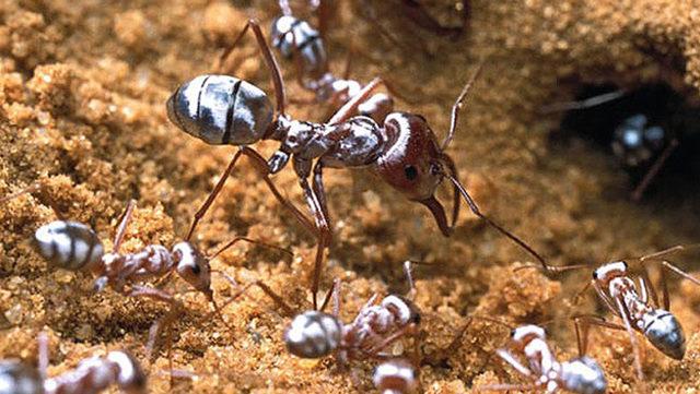 Dünyanın En Hızlı Karıncasının Şok Edici Hızı Hesaplandı