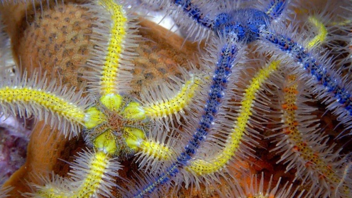 Okyanusun Dibinde, Deniz Yıldızı Benzeri Canlıların Gizemli Dünyası Keşfedildi