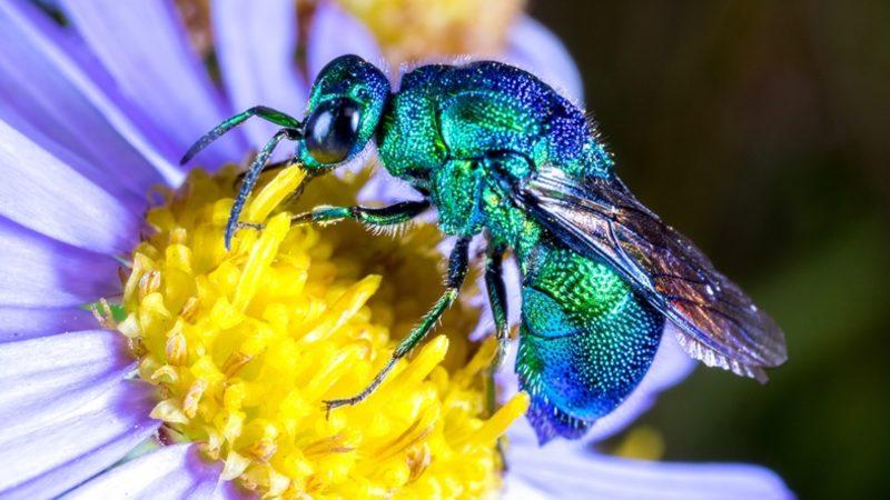 99 Milyon yıl Önce Yaşamış Böceklerin Gerçek Renkleri Keşfedildi