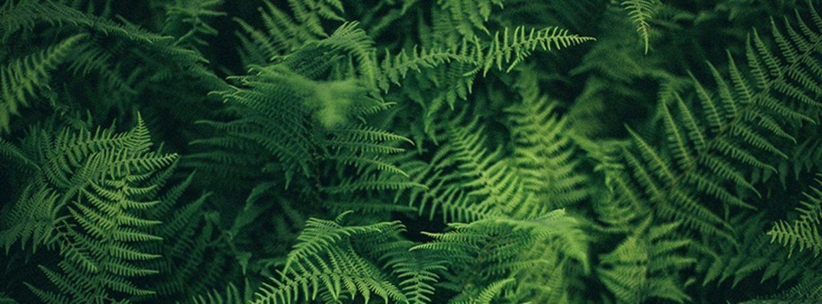 Atmosferdeki Karbondioksit Artışı Neden Bitkilerin Hızlı Büyümesini Sağlamaz?