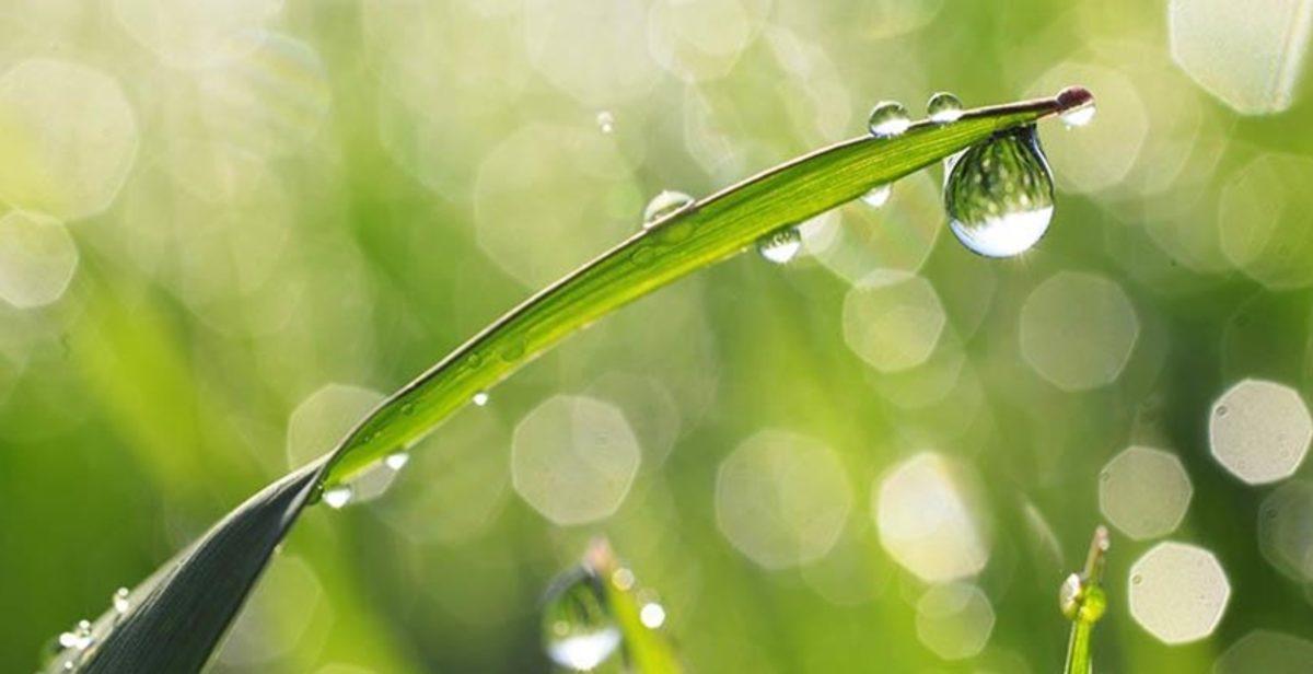 Atmosferdeki Karbondioksit Artışı Neden Bitkilerin Hızlı Büyümesini Sağlamaz?