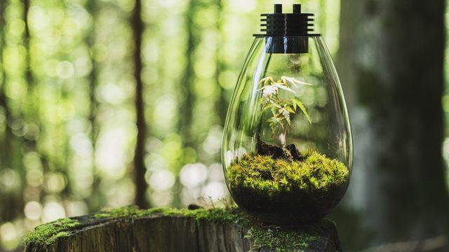 Atmosferdeki Karbondioksit Artışı Neden Bitkilerin Hızlı Büyümesini Sağlamaz?