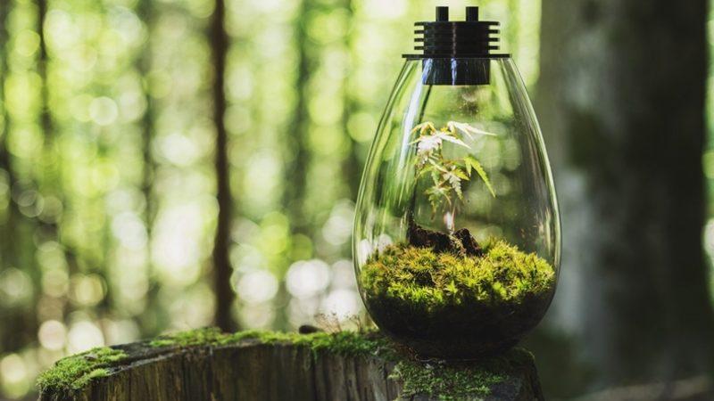 Atmosferdeki Karbondioksit Artışı Neden Bitkilerin Hızlı Büyümesini Sağlamaz?