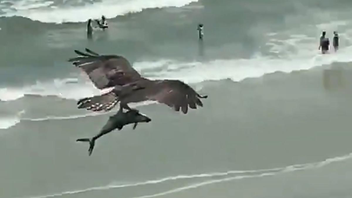 Bir Kartalın Yavru Köpek Balığını Avlayarak Havada Süzüldüğü Viral Video
