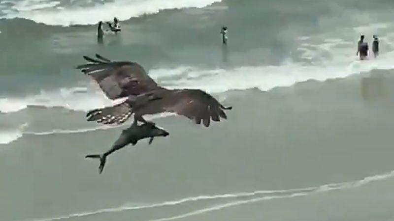 Bir Kartalın Yavru Köpek Balığını Avlayarak Havada Süzüldüğü Viral Video