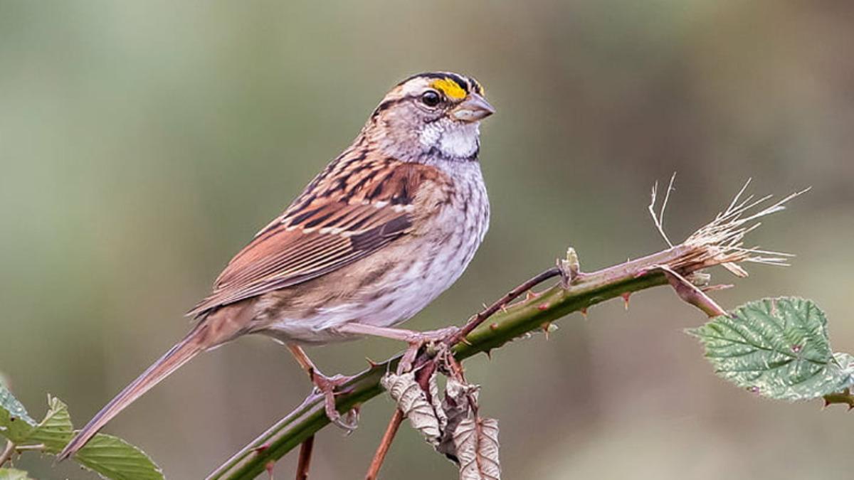 Gerçek Hayatta Twitter: Bir Serçenin Kendi Kendine Öğrendiği Melodi, Diğer Serçeler Arasında Viral Oldu (Video)