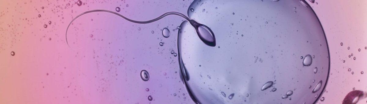 Bilim İnsanları, Sperm ve Yumurta Kullanmadan Fare Fetüsü Yetiştirdi