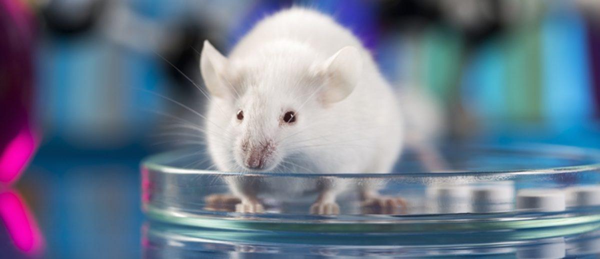 Bilim İnsanları, Sperm ve Yumurta Kullanmadan Fare Fetüsü Yetiştirdi