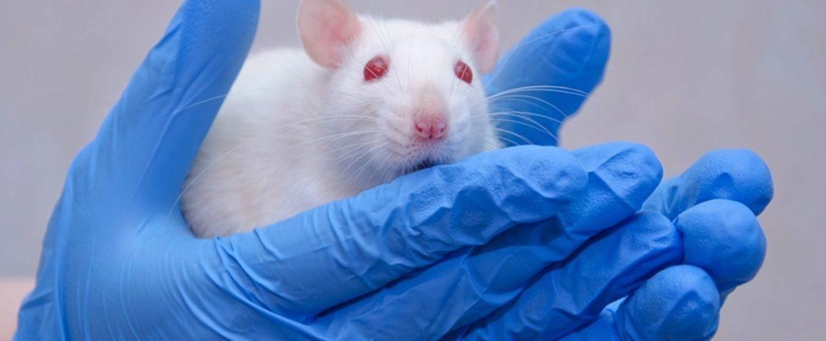 Bilim İnsanları, Sperm ve Yumurta Kullanmadan Fare Fetüsü Yetiştirdi