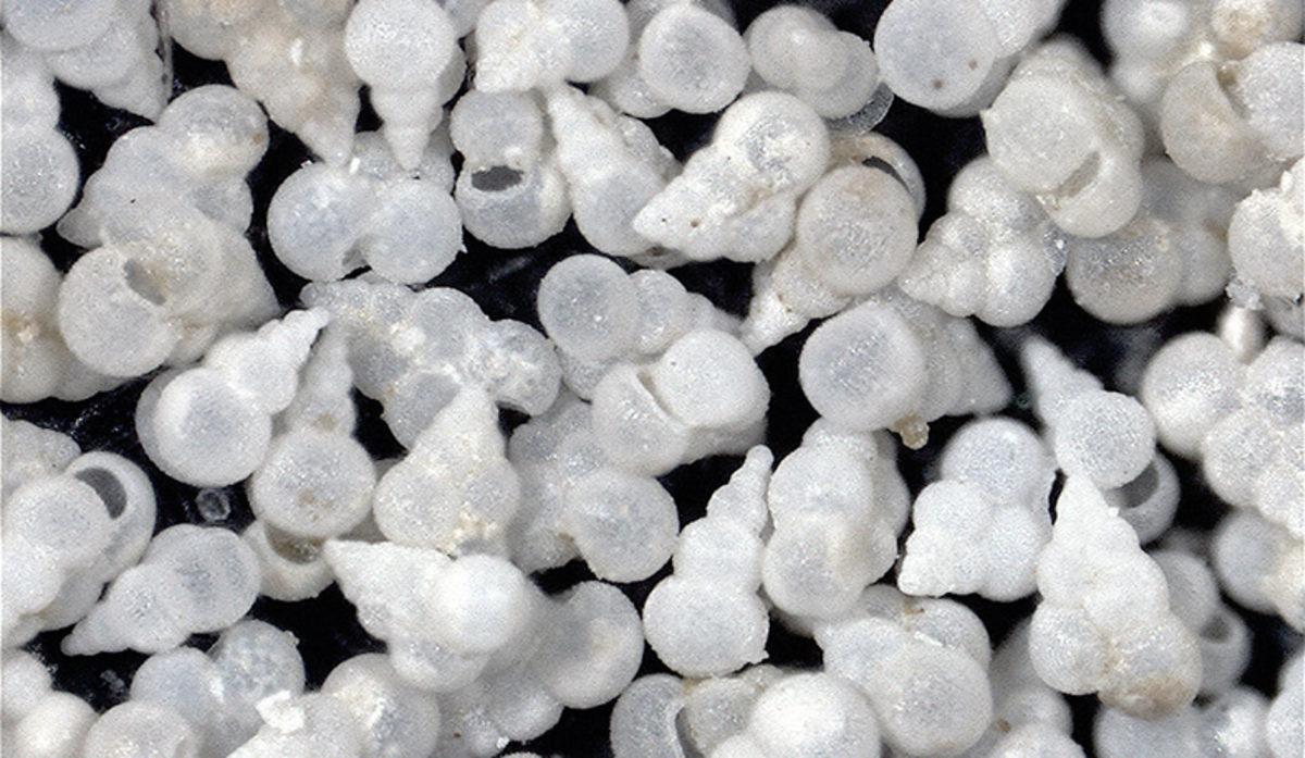 Dünyadaki Son Kitlesel Yok Oluşta Deniz Yaşamını Neyin Yok Ettiği Açıklandı