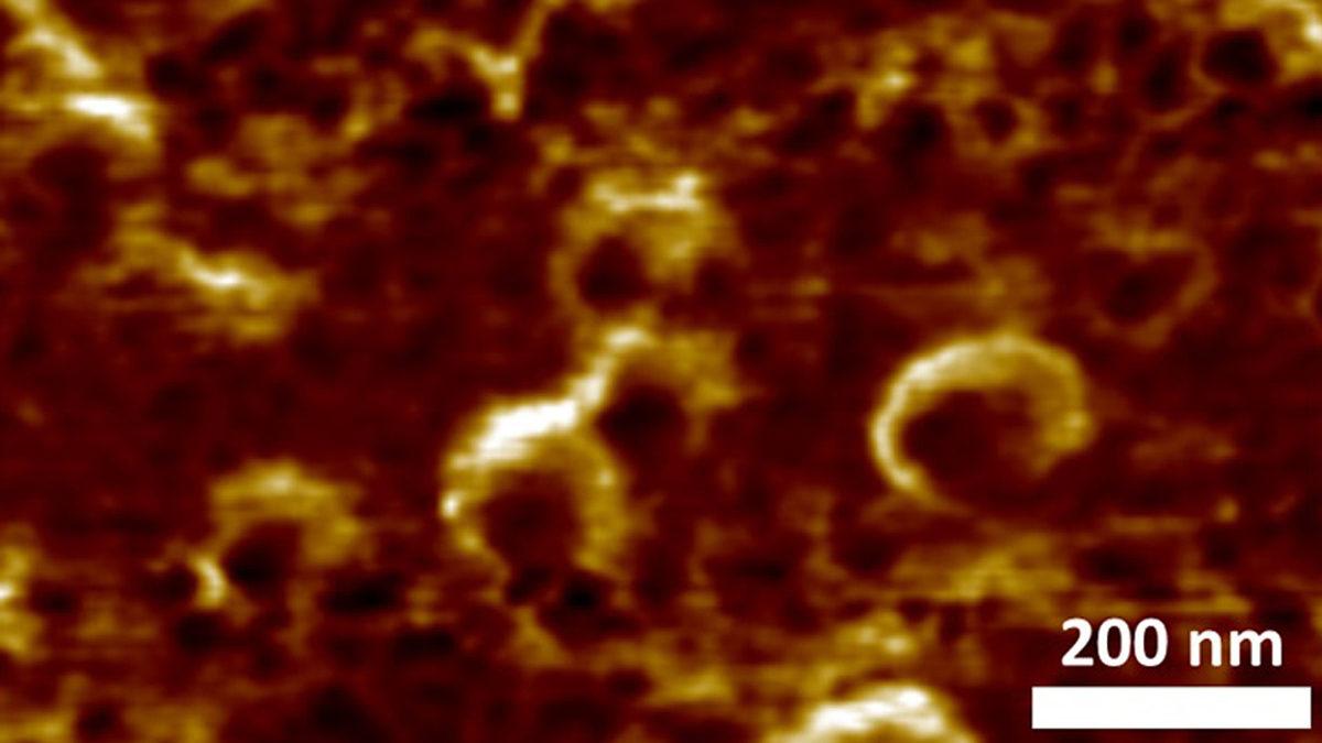 Türk Araştırmacılar, Yerli Atomotik Kuvvet Mikroskobuyla COVID-19’u Görüntülemeyi Başardı