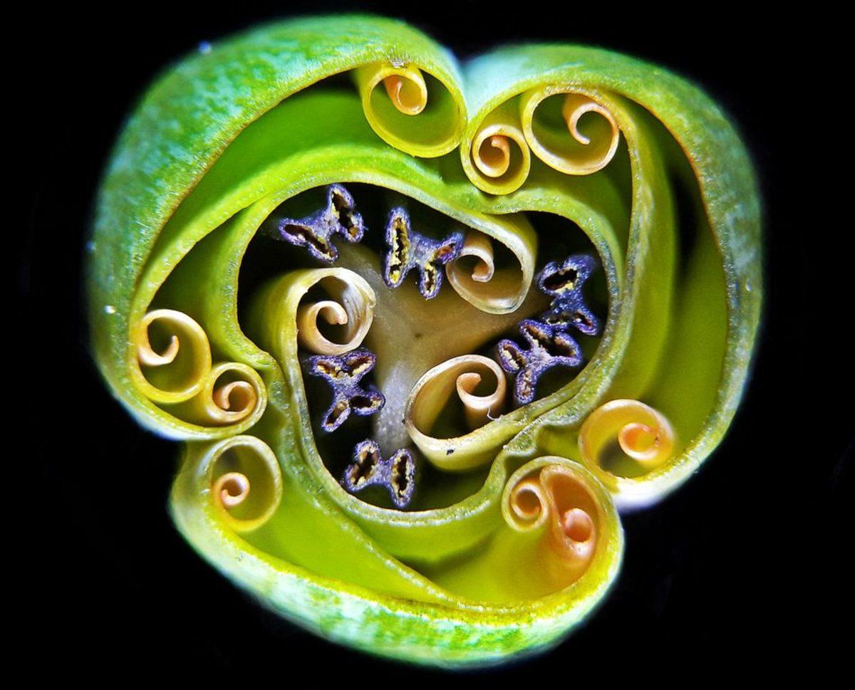 Gördüğünüz Anda Tüylerinizi Ürpertecek 20 Ultra Detaylı Mikroskobik Fotoğraf