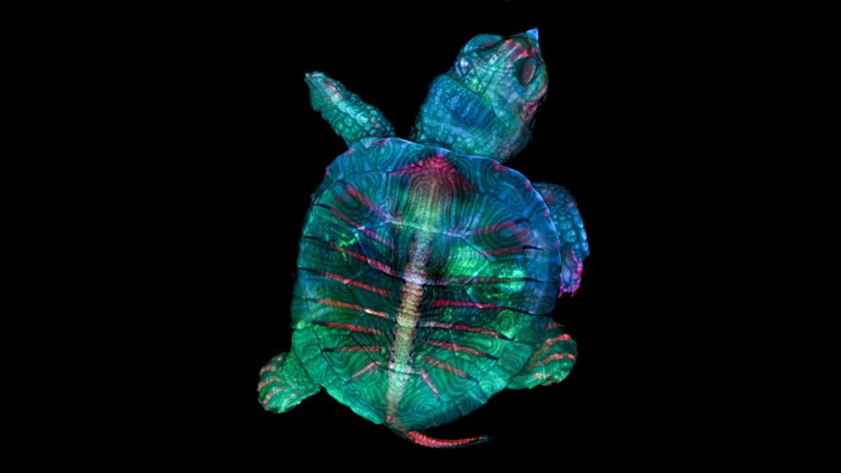 Gördüğünüz Anda Tüylerinizi Ürpertecek 20 Ultra Detaylı Mikroskobik Fotoğraf