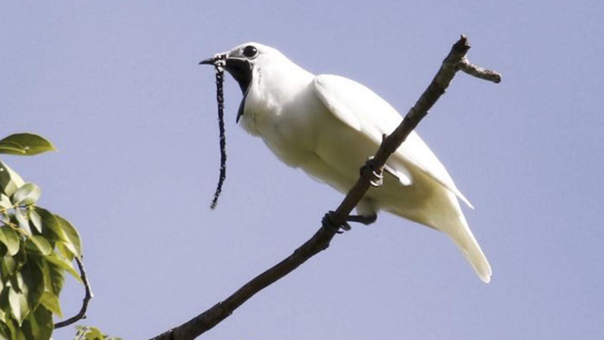 Dünyanın En Yüksek Sesli Kuş Rekoru El Değiştirdi: Karşınızda Beyaz Çan Kuşu (Video)