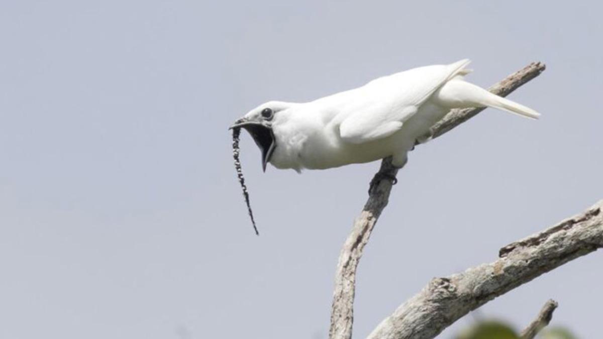 Dünyanın En Yüksek Sesli Kuş Rekoru El Değiştirdi: Karşınızda Beyaz Çan Kuşu (Video)