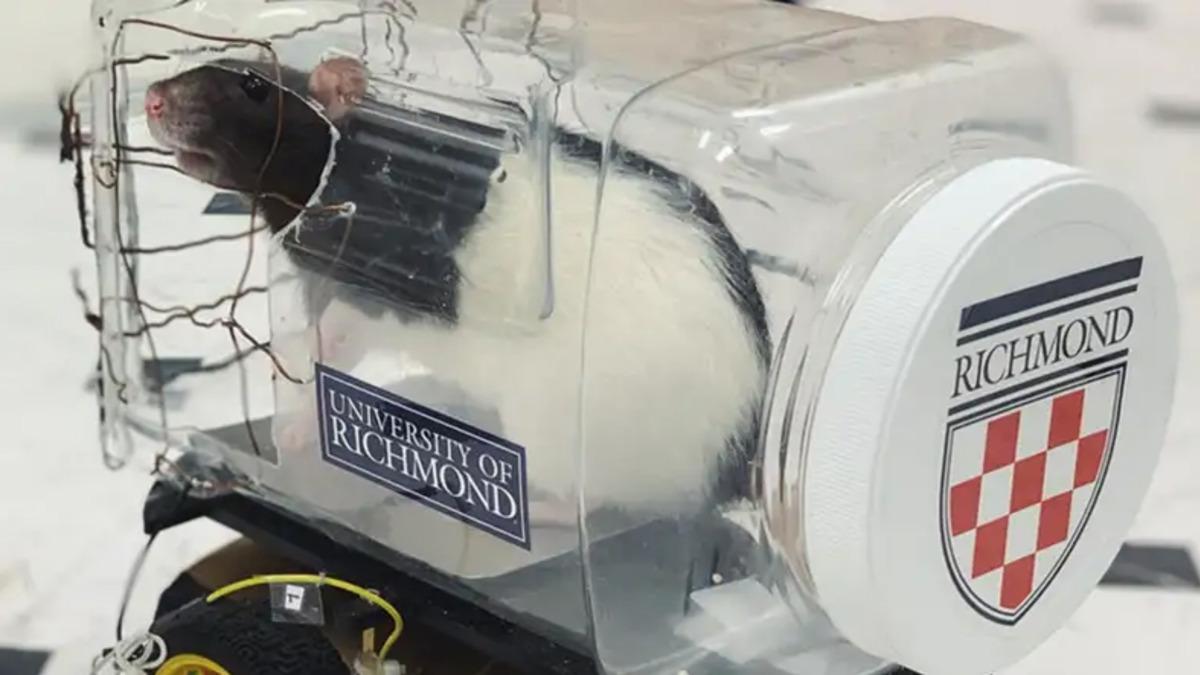 Bilim İnsanları, Farelere Araba Sürmeyi Öğretti (Video)