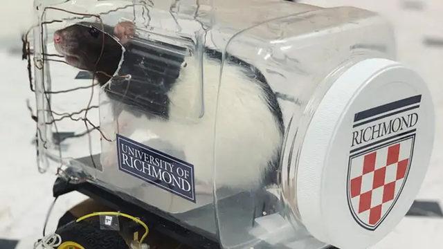 Bilim İnsanları, Farelere Araba Sürmeyi Öğretti (Video)