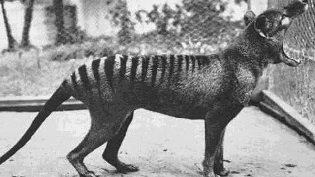 80 Yıl Önce Nesli Tükendiği Düşünülen Tazmanya Kaplanı, 3 Yılda 8 Kez Görüldü