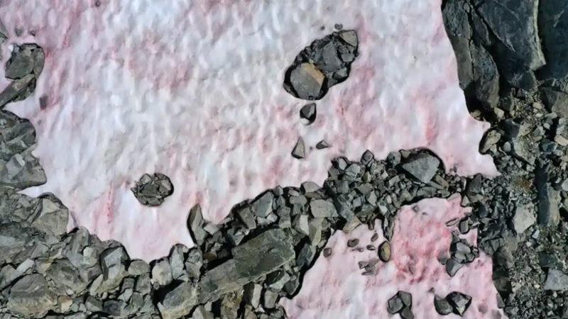 Alp Dağları’nda Küresel Isınmanın Etkisiyle Pembe Renkli Buzullar Ortaya Çıktı