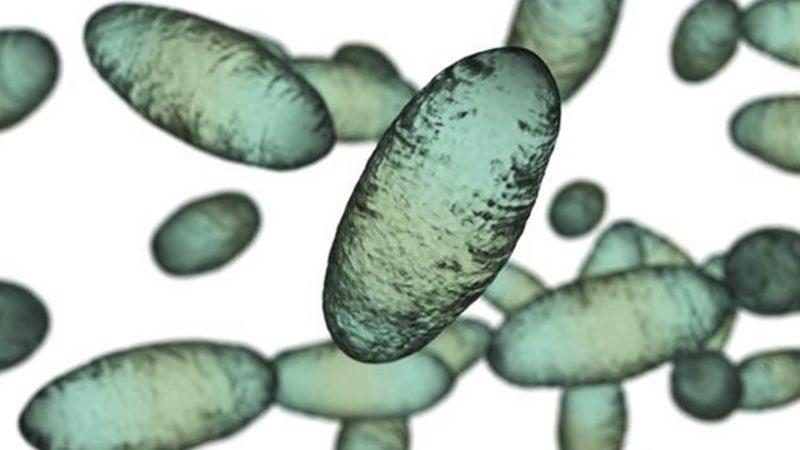 Çin’de Bir Kişide ’Hıyarcıklı Veba’ Tespit Edildi